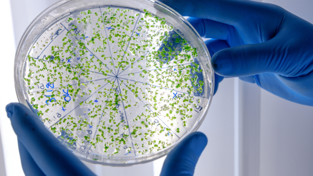 A microbial count plate with green colonies held by a scientist.