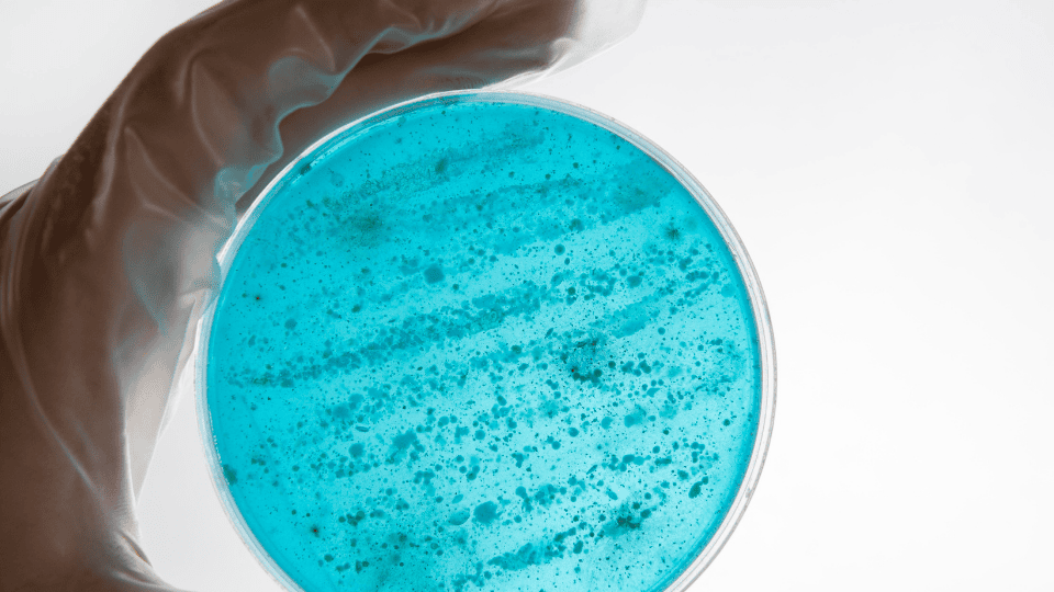 Gloved hand holding a petri dish with blue bacterial culture for a bacterial filter test.