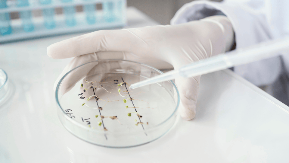 Scientist pipetting on a microbial count plate with green growths.