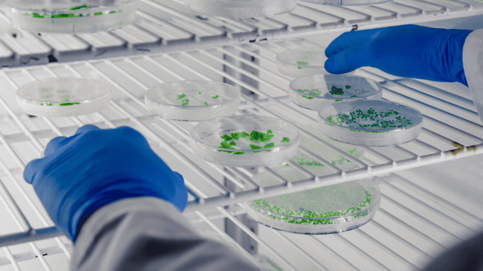 Scientist in blue gloves placing bacteria filter plates into a laboratory incubator in Malaysia