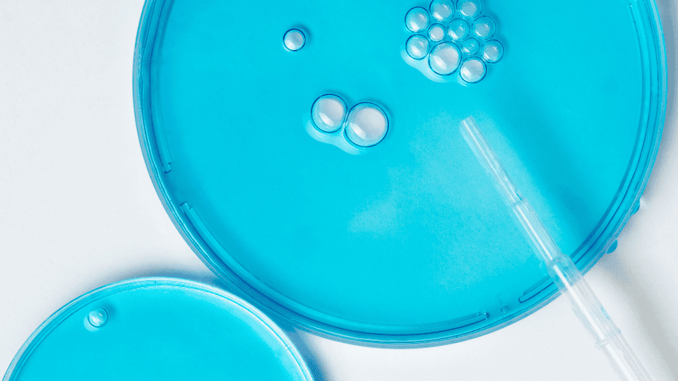 Close-up of a blue bacterial filter plate with droplets and a pipette in a lab setting in Malaysia