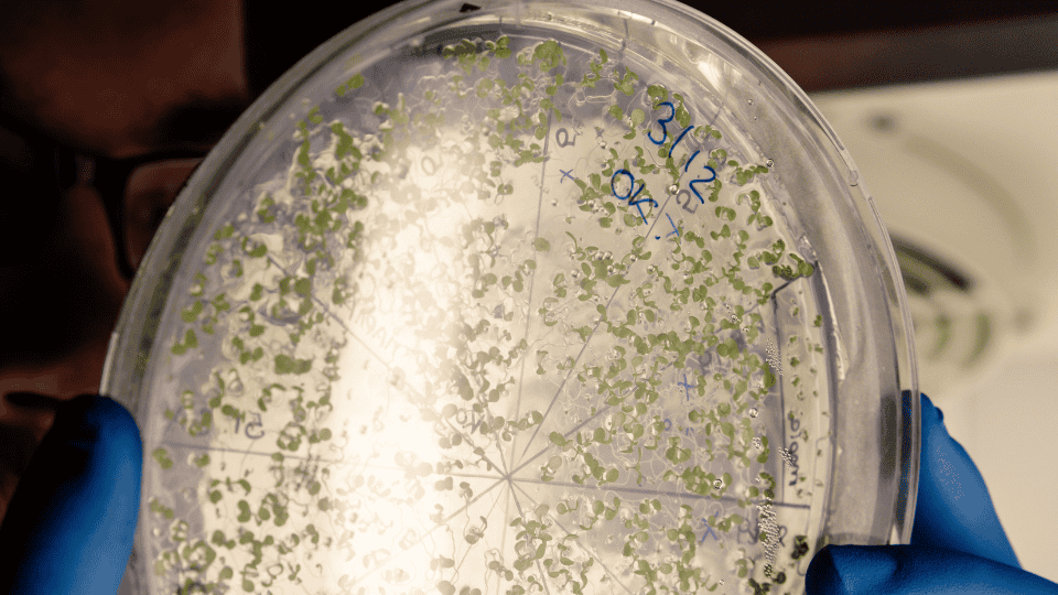 Close-up of a Petri dish with green plant samples, labeled for a bacterial filter study, held by a person in blue gloves.