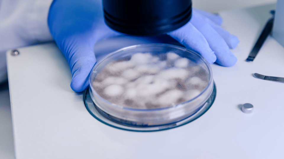 Scientist examining a Petri dish with fungal cultures under a microscope, using GVS Malaysia bacterial filter techniques for accurate analysis.