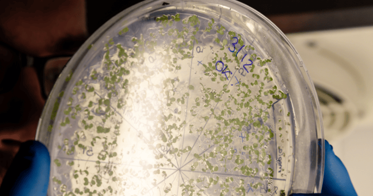 Scientist examining a petri dish with bacterial growth, highlighting the role of GVS bacterial filters in laboratory research.